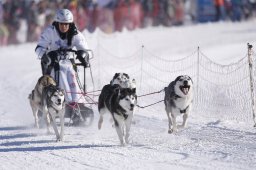 Lenk 2013